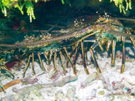 Spiny Lobsters IMG 9746